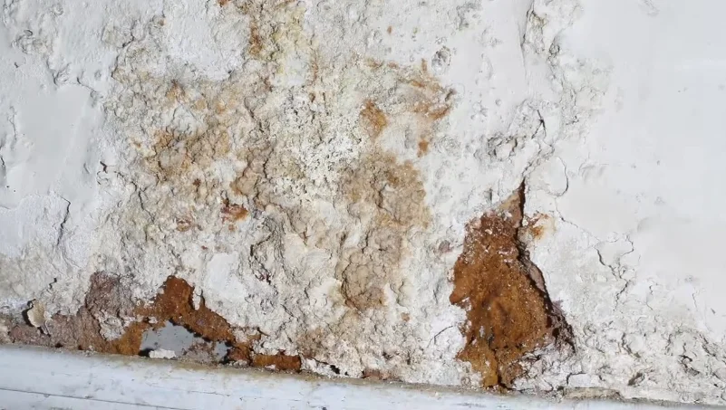 water damage orlando wall seepage moisture intrusion requiring professional remediation